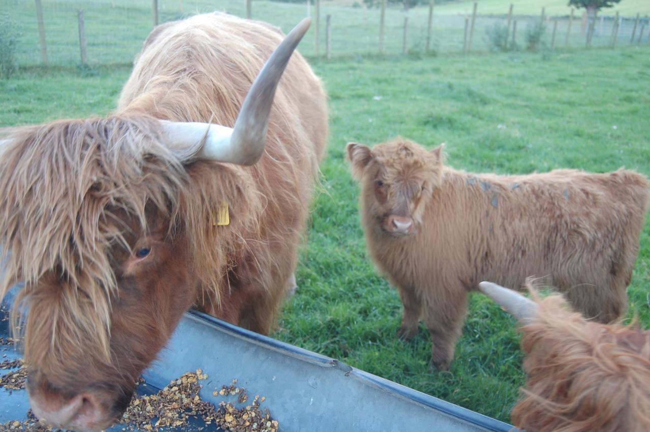 Drumbuie Farm Друмнадрочит